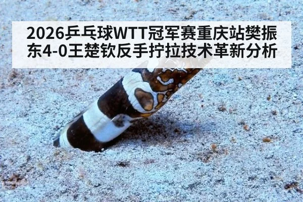2026乒乓球WTT冠军赛重庆站樊振东4-0王楚钦反手拧拉技术革新分析